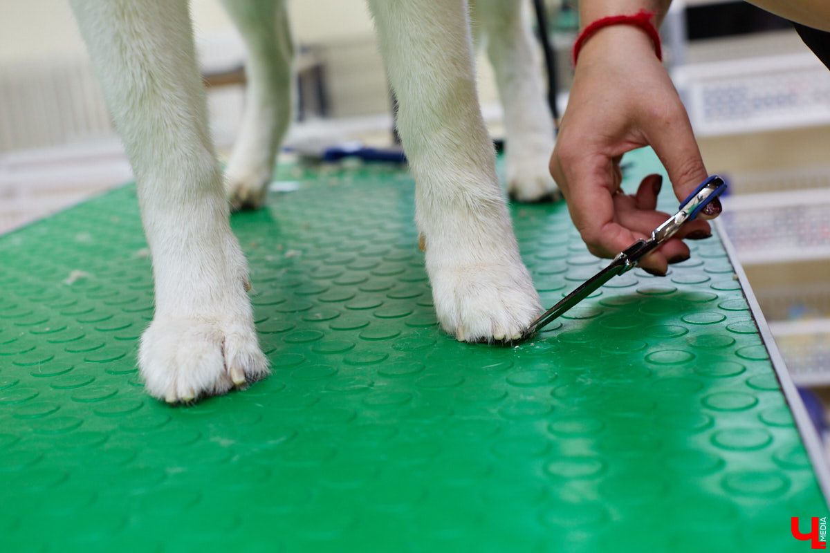 Собачья жизнь, если хозяин любит и заботится, не так уж дурна. Поговорили с грумером Татьяной Панюхиной о том, как правильно ухаживать за четвероногими друзьями.