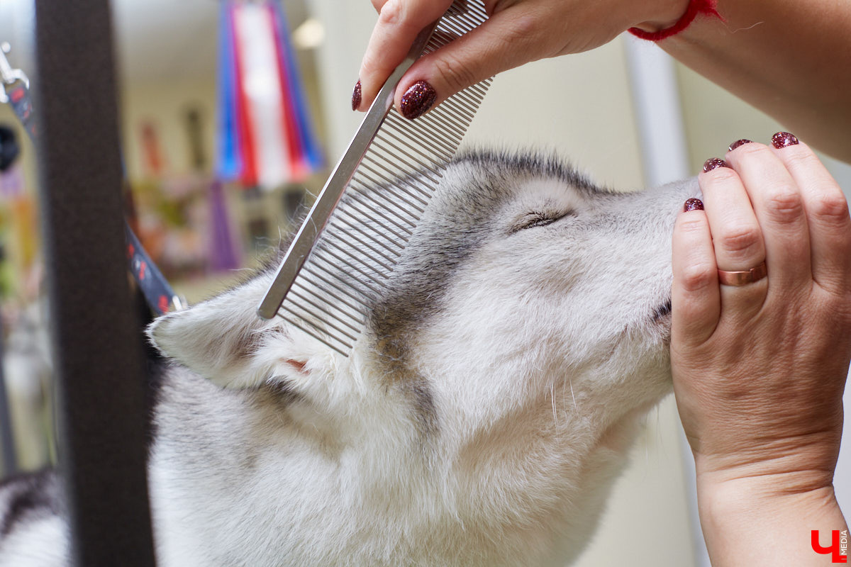Собачья жизнь, если хозяин любит и заботится, не так уж дурна. Поговорили с грумером Татьяной Панюхиной о том, как правильно ухаживать за четвероногими друзьями.