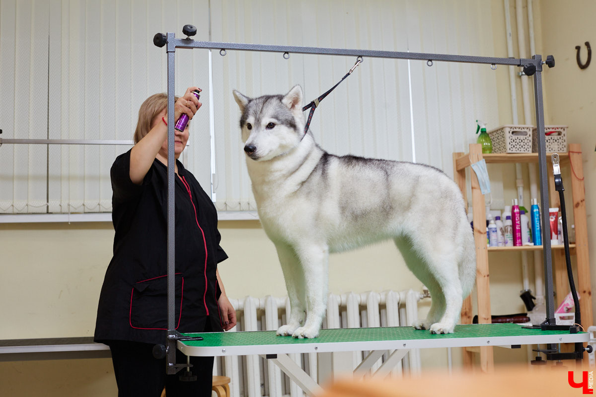 Собачья жизнь, если хозяин любит и заботится, не так уж дурна. Поговорили с грумером Татьяной Панюхиной о том, как правильно ухаживать за четвероногими друзьями.