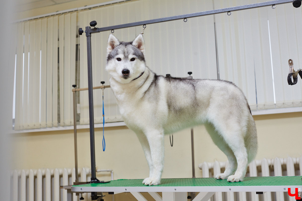 Собачья жизнь, если хозяин любит и заботится, не так уж дурна. Поговорили с грумером Татьяной Панюхиной о том, как правильно ухаживать за четвероногими друзьями.