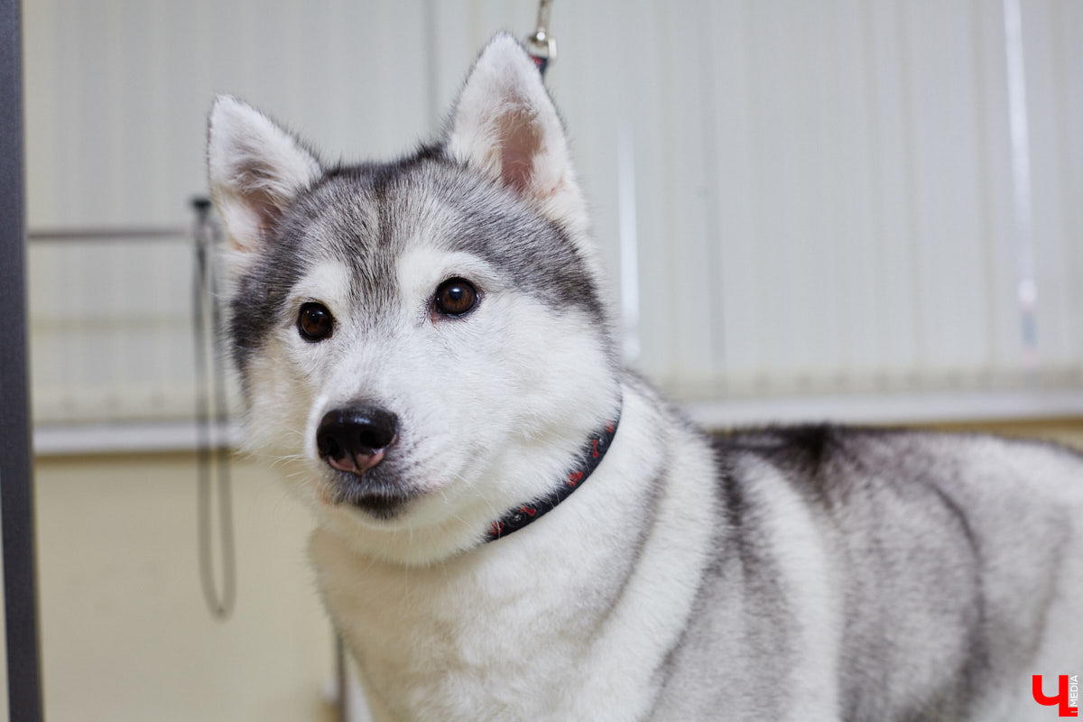 Собачья жизнь, если хозяин любит и заботится, не так уж дурна. Поговорили с грумером Татьяной Панюхиной о том, как правильно ухаживать за четвероногими друзьями.