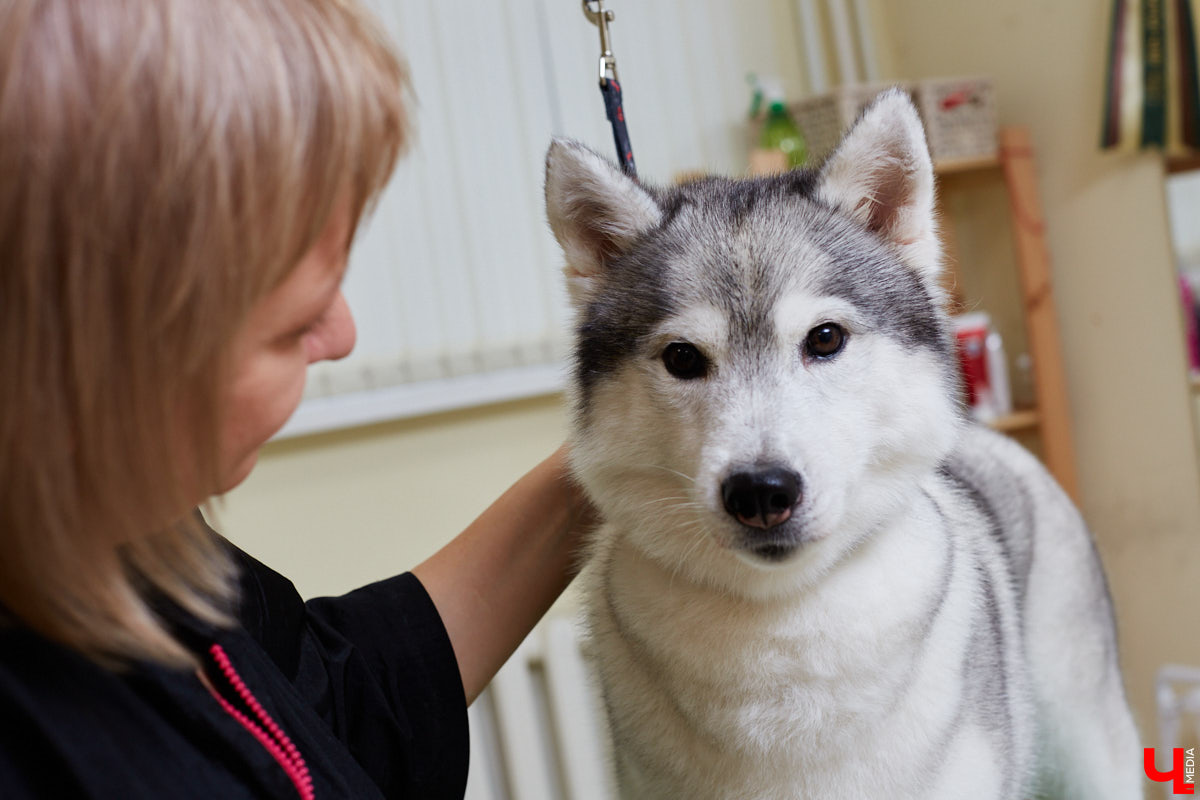 Собачья жизнь, если хозяин любит и заботится, не так уж дурна. Поговорили с грумером Татьяной Панюхиной о том, как правильно ухаживать за четвероногими друзьями.