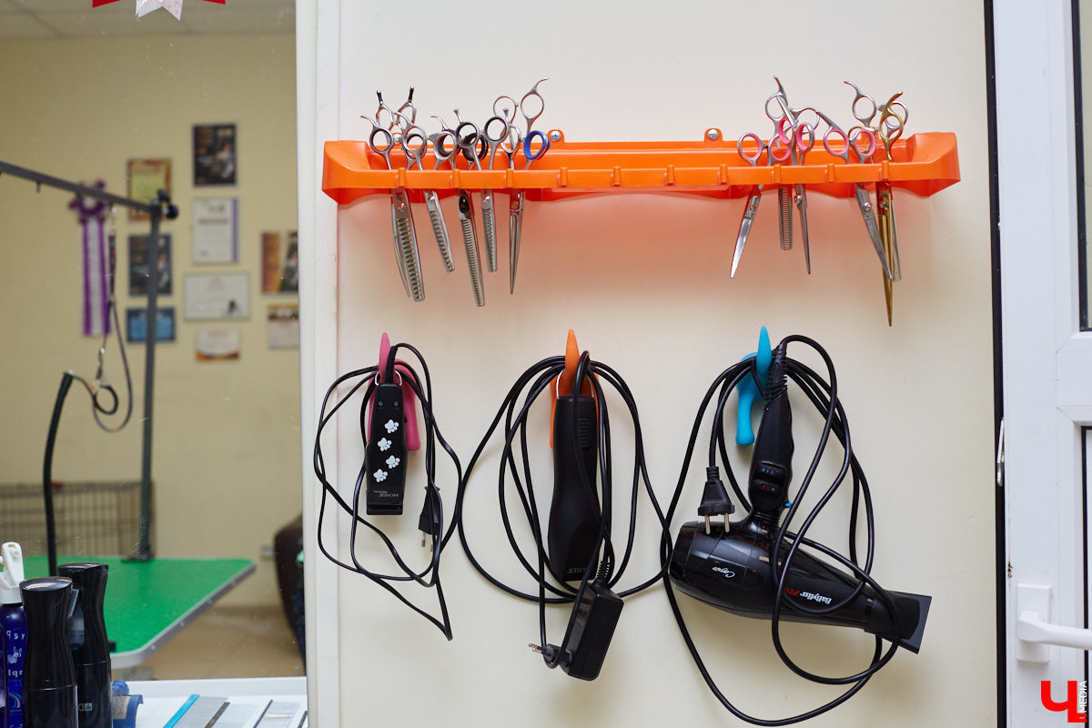 Собачья жизнь, если хозяин любит и заботится, не так уж дурна. Поговорили с грумером Татьяной Панюхиной о том, как правильно ухаживать за четвероногими друзьями.