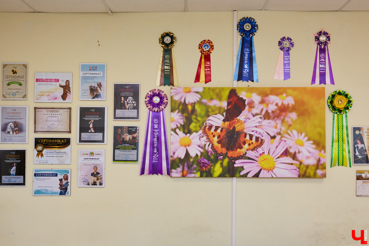 Собачья жизнь, если хозяин любит и заботится, не так уж дурна. Поговорили с грумером Татьяной Панюхиной о том, как правильно ухаживать за четвероногими друзьями.