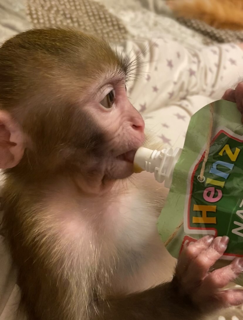 Дома у Натальи Егоровой из Владимира живут кот Иннокентий, пес Клайд и теперь еще обезьянка Люся. Макака-резус сначала чуть не разрушила дом, а потом влюбила в себя домочадцев.