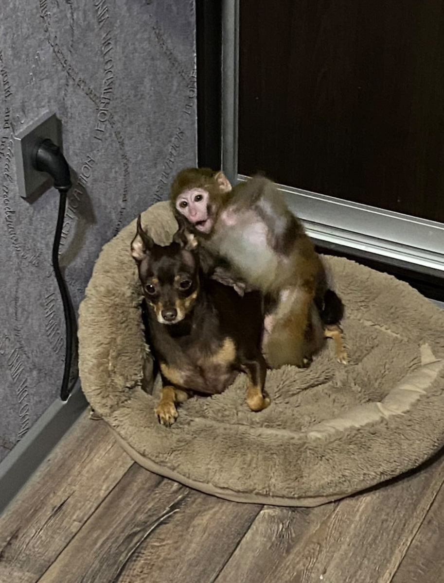 Дома у Натальи Егоровой из Владимира живут кот Иннокентий, пес Клайд и теперь еще обезьянка Люся. Макака-резус сначала чуть не разрушила дом, а потом влюбила в себя домочадцев.