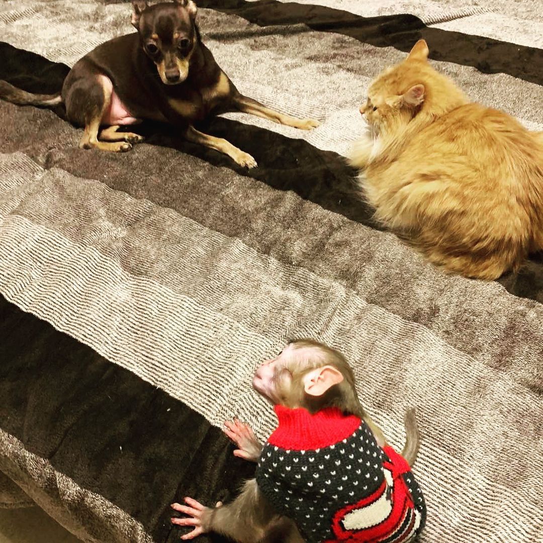 Дома у Натальи Егоровой из Владимира живут кот Иннокентий, пес Клайд и теперь еще обезьянка Люся. Макака-резус сначала чуть не разрушила дом, а потом влюбила в себя домочадцев.