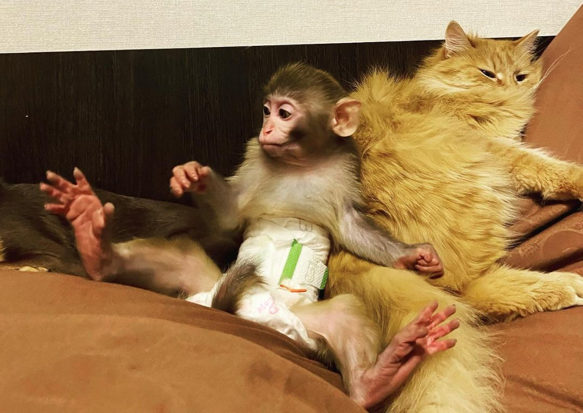 Дома у Натальи Егоровой из Владимира живут кот Иннокентий, пес Клайд и теперь еще обезьянка Люся. Макака-резус сначала чуть не разрушила дом, а потом влюбила в себя домочадцев.