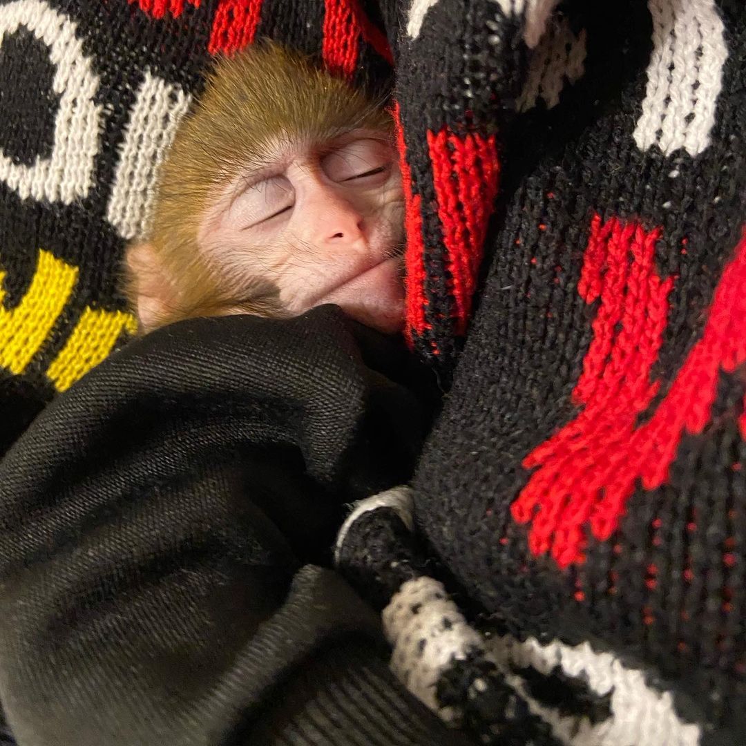 Дома у Натальи Егоровой из Владимира живут кот Иннокентий, пес Клайд и теперь еще обезьянка Люся. Макака-резус сначала чуть не разрушила дом, а потом влюбила в себя домочадцев.