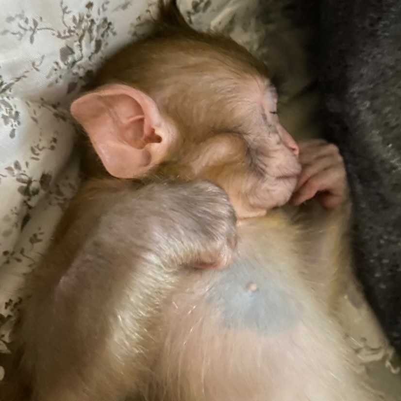 Дома у Натальи Егоровой из Владимира живут кот Иннокентий, пес Клайд и теперь еще обезьянка Люся. Макака-резус сначала чуть не разрушила дом, а потом влюбила в себя домочадцев.