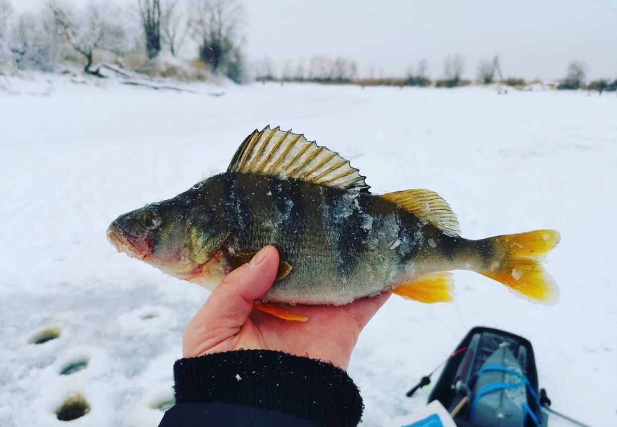 Птичку жалко и рыбку тоже. Но охота и рыбалка все еще остаются одними из самых популярных мужских увлечений. Хотя, не будем сексистами, не только мужских. Выведали у местных любителей хорошего улова и дичи некоторые тонкости их непростого хобби.