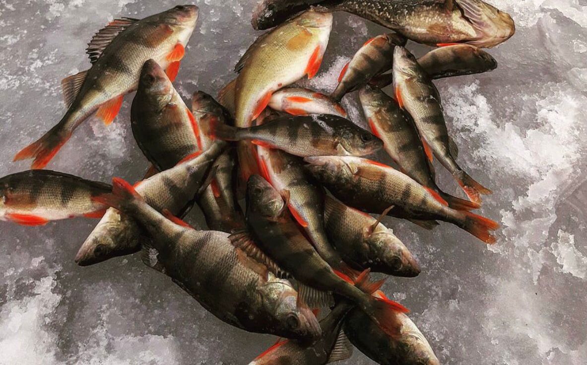 Птичку жалко и рыбку тоже. Но охота и рыбалка все еще остаются одними из самых популярных мужских увлечений. Хотя, не будем сексистами, не только мужских. Выведали у местных любителей хорошего улова и дичи некоторые тонкости их непростого хобби.