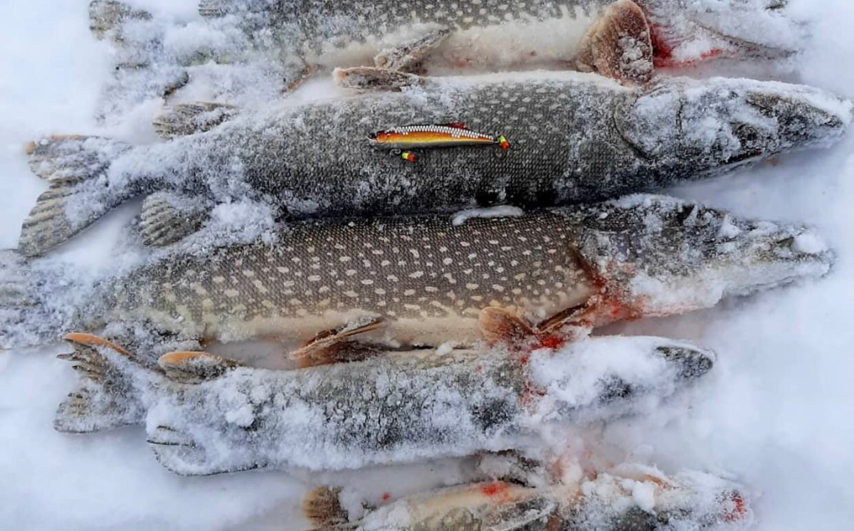 Птичку жалко и рыбку тоже. Но охота и рыбалка все еще остаются одними из самых популярных мужских увлечений. Хотя, не будем сексистами, не только мужских. Выведали у местных любителей хорошего улова и дичи некоторые тонкости их непростого хобби.