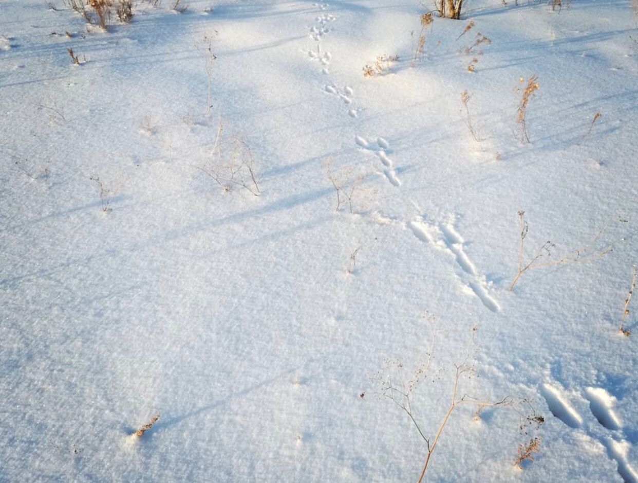 Птичку жалко и рыбку тоже. Но охота и рыбалка все еще остаются одними из самых популярных мужских увлечений. Хотя, не будем сексистами, не только мужских. Выведали у местных любителей хорошего улова и дичи некоторые тонкости их непростого хобби.