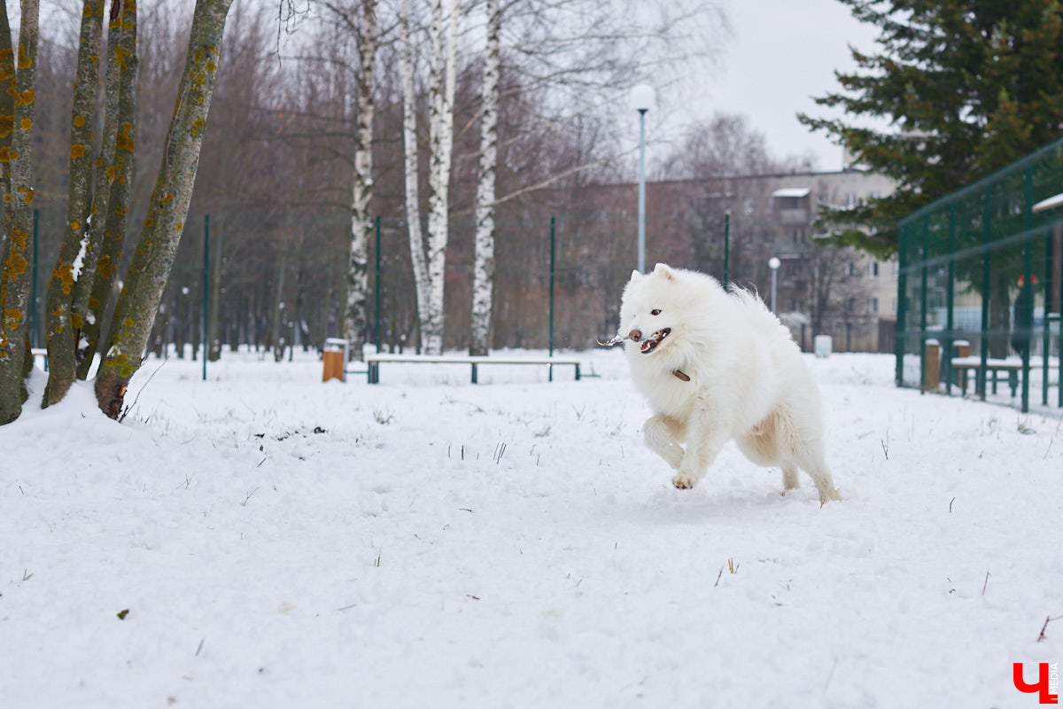 Буквально неделю назад открылись внешние ворота дог-парка в «Добросельском». Узнаем, когда территория будет полностью «разблокирована», а также изучаем базовые команды дрессировки, которые уже сейчас можно практиковать в новом вольере под руководством кинолога Александра Мочалова.