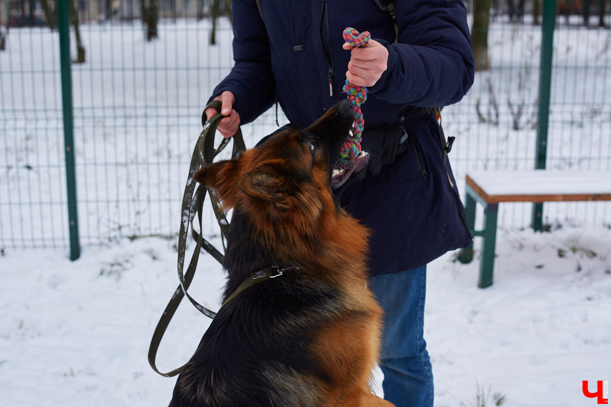 Буквально неделю назад открылись внешние ворота дог-парка в «Добросельском». Узнаем, когда территория будет полностью «разблокирована», а также изучаем базовые команды дрессировки, которые уже сейчас можно практиковать в новом вольере под руководством кинолога Александра Мочалова.