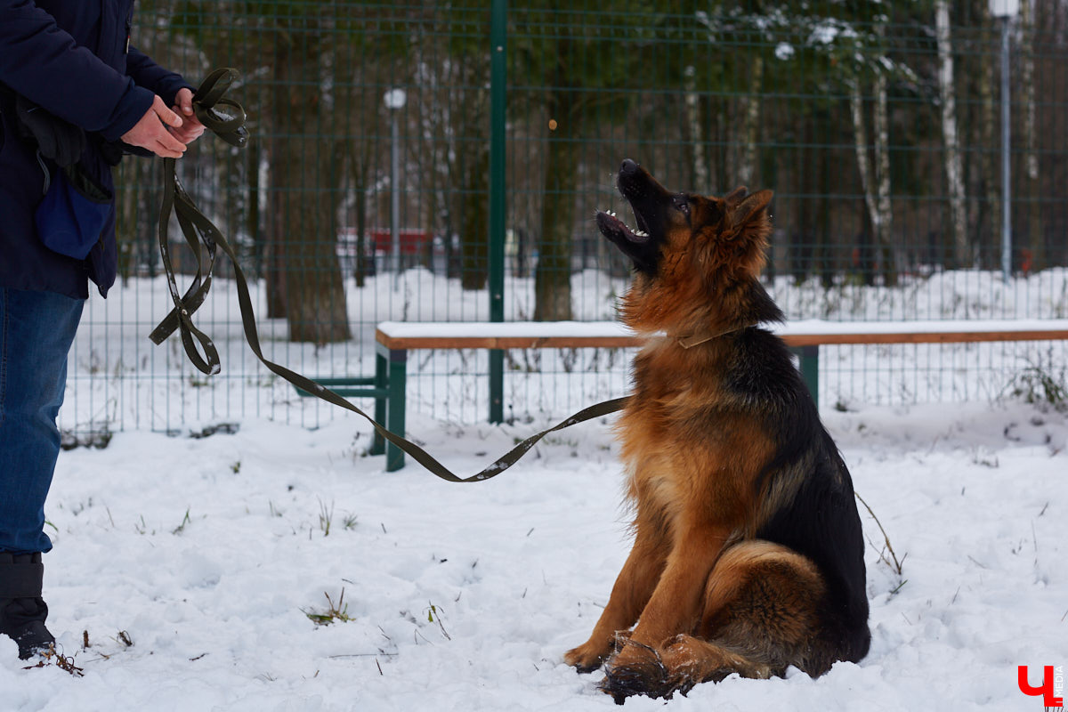 Буквально неделю назад открылись внешние ворота дог-парка в «Добросельском». Узнаем, когда территория будет полностью «разблокирована», а также изучаем базовые команды дрессировки, которые уже сейчас можно практиковать в новом вольере под руководством кинолога Александра Мочалова.