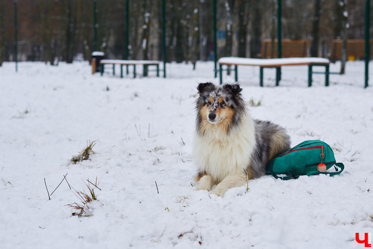 Буквально неделю назад открылись внешние ворота дог-парка в «Добросельском». Узнаем, когда территория будет полностью «разблокирована», а также изучаем базовые команды дрессировки, которые уже сейчас можно практиковать в новом вольере под руководством кинолога Александра Мочалова.