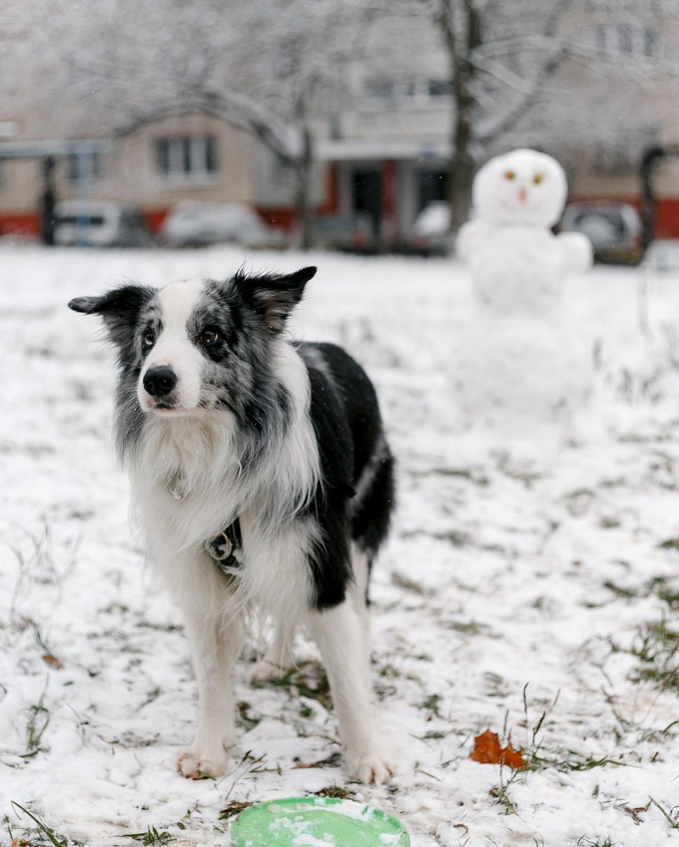 Соцсети буквально заполнили глянцевые снимки и атмосферные видео владимирцев с по-настоящему зимним контентом. Целыми семьями они лепят снеговиков, гуляют по заснеженным улицам, ныряют в сугробы, а главное, бесконечно улыбаются, видя всю эту невероятную красоту вокруг!