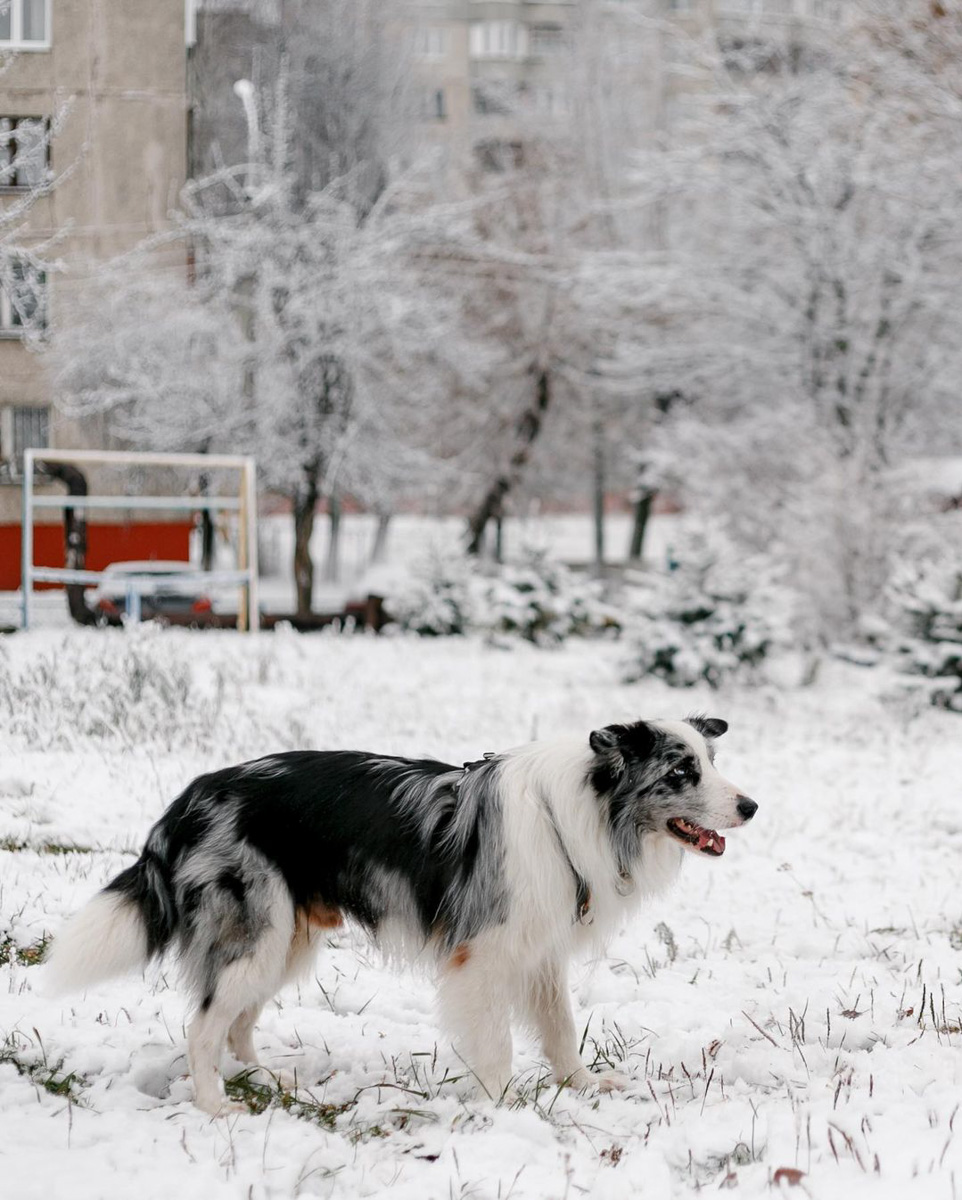 Соцсети буквально заполнили глянцевые снимки и атмосферные видео владимирцев с по-настоящему зимним контентом. Целыми семьями они лепят снеговиков, гуляют по заснеженным улицам, ныряют в сугробы, а главное, бесконечно улыбаются, видя всю эту невероятную красоту вокруг!