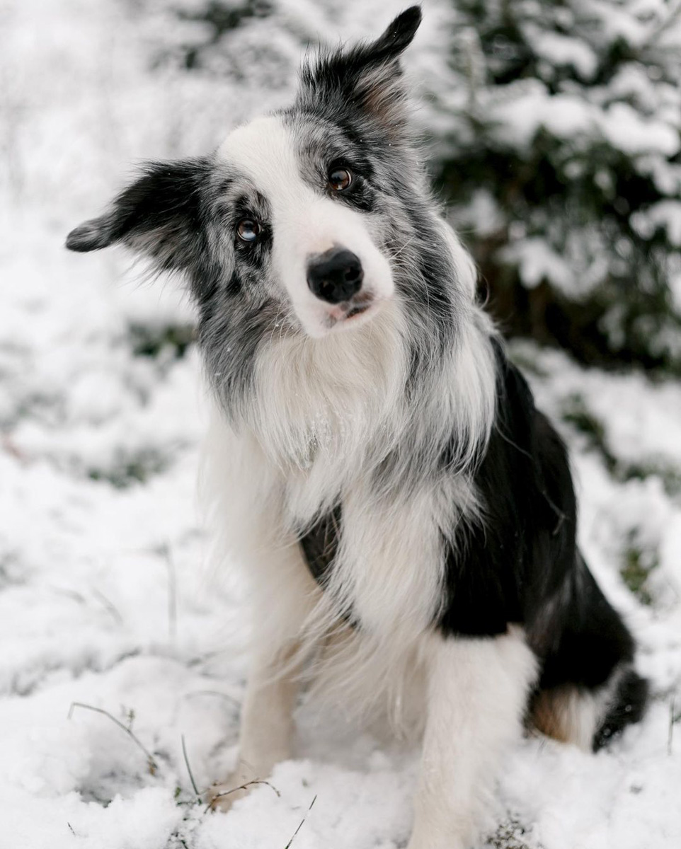 Соцсети буквально заполнили глянцевые снимки и атмосферные видео владимирцев с по-настоящему зимним контентом. Целыми семьями они лепят снеговиков, гуляют по заснеженным улицам, ныряют в сугробы, а главное, бесконечно улыбаются, видя всю эту невероятную красоту вокруг!
