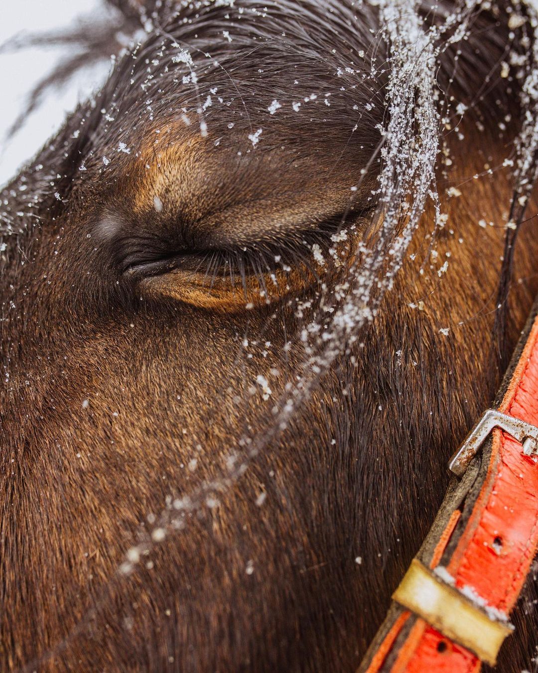 Соцсети буквально заполнили глянцевые снимки и атмосферные видео владимирцев с по-настоящему зимним контентом. Целыми семьями они лепят снеговиков, гуляют по заснеженным улицам, ныряют в сугробы, а главное, бесконечно улыбаются, видя всю эту невероятную красоту вокруг!