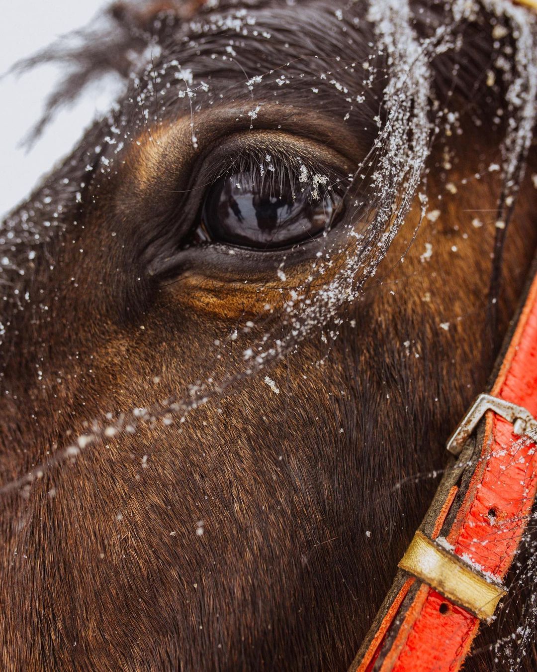 Соцсети буквально заполнили глянцевые снимки и атмосферные видео владимирцев с по-настоящему зимним контентом. Целыми семьями они лепят снеговиков, гуляют по заснеженным улицам, ныряют в сугробы, а главное, бесконечно улыбаются, видя всю эту невероятную красоту вокруг!