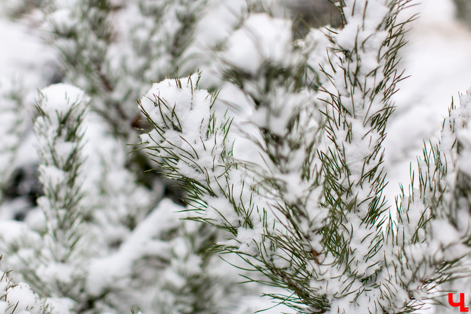 Купить елку в областном центре можно будет в пяти специально оборудованных точках с 24 декабря по 31 декабря.