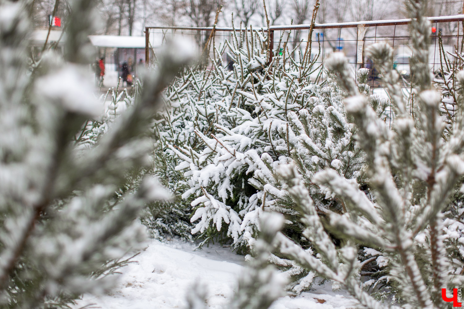 Купить елку в областном центре можно будет в пяти специально оборудованных точках с 24 декабря по 31 декабря.