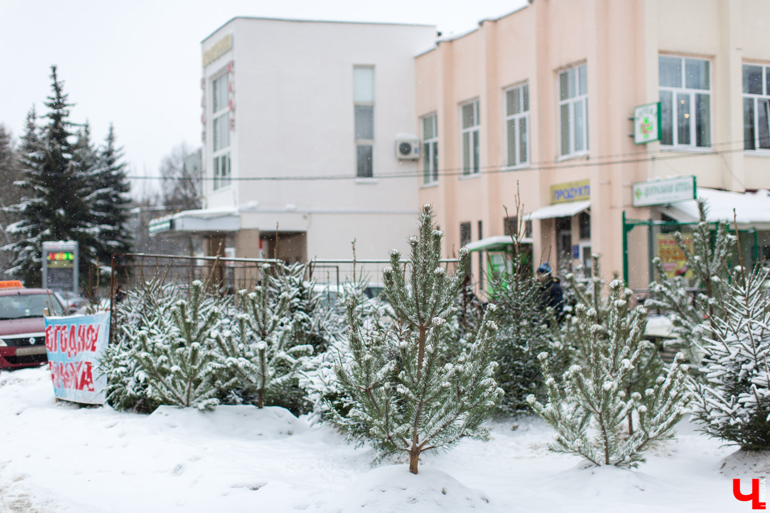Купить елку в областном центре можно будет в пяти специально оборудованных точках с 24 декабря по 31 декабря.
