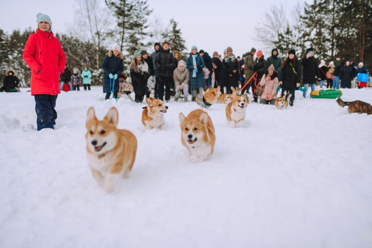 Владимирское корж-комьюнити продолжает развиваться! Более 30 пушистых пёселей снова встретились в Загородном парке на коргитусе.