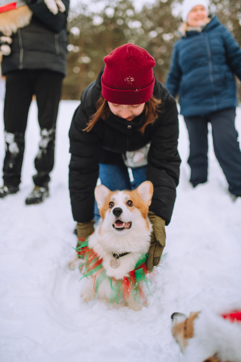 Владимирское корж-комьюнити продолжает развиваться! Более 30 пушистых пёселей снова встретились в Загородном парке на коргитусе.