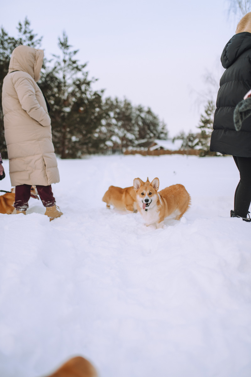 Владимирское корж-комьюнити продолжает развиваться! Более 30 пушистых пёселей снова встретились в Загородном парке на коргитусе.