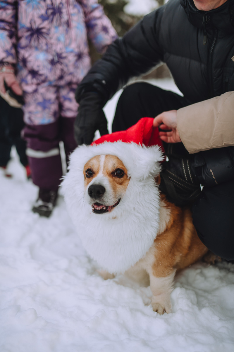 Владимирское корж-комьюнити продолжает развиваться! Более 30 пушистых пёселей снова встретились в Загородном парке на коргитусе.