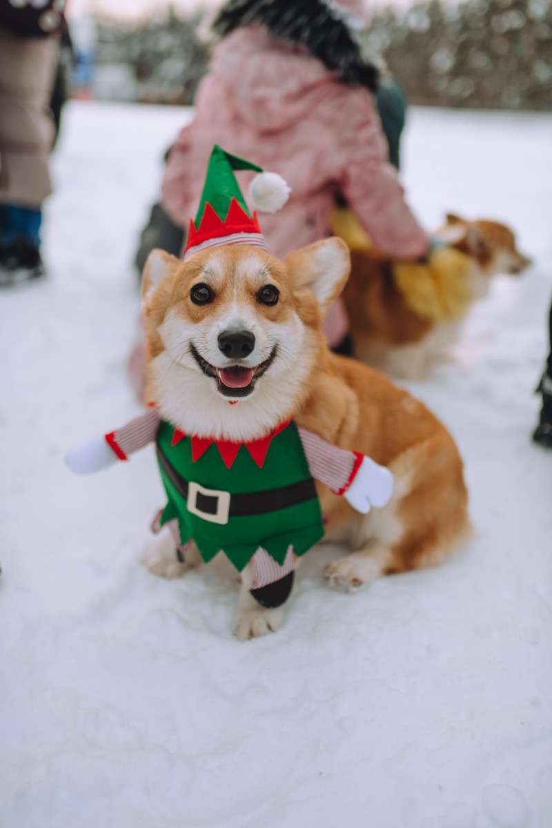 Владимирское корж-комьюнити продолжает развиваться! Более 30 пушистых пёселей снова встретились в Загородном парке на коргитусе.