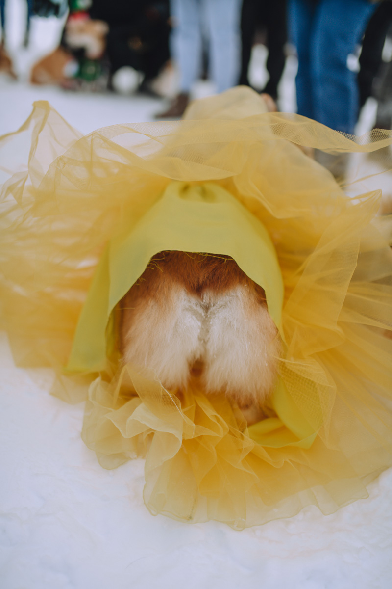 Владимирское корж-комьюнити продолжает развиваться! Более 30 пушистых пёселей снова встретились в Загородном парке на коргитусе.