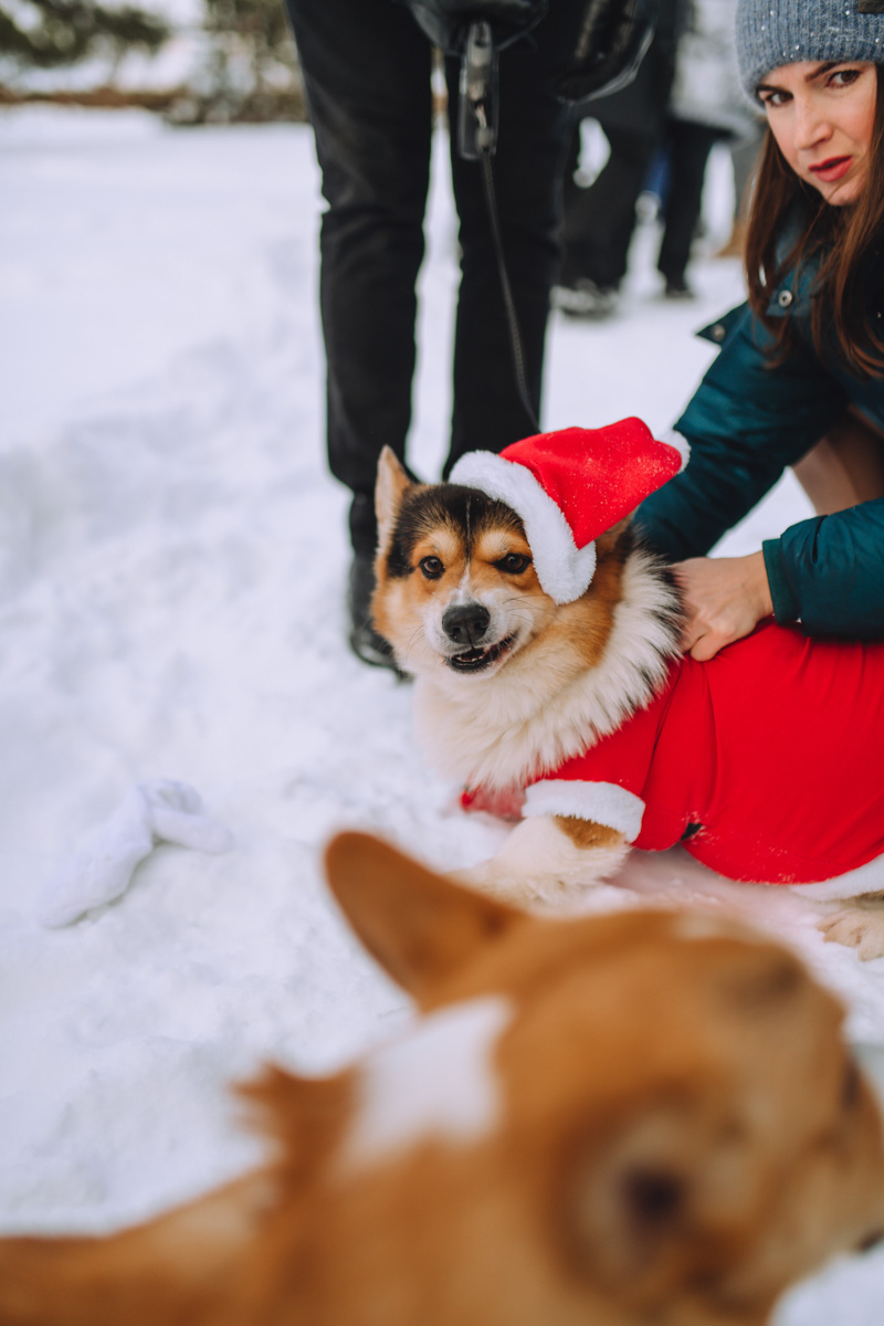 Владимирское корж-комьюнити продолжает развиваться! Более 30 пушистых пёселей снова встретились в Загородном парке на коргитусе.