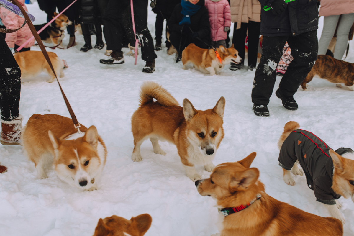 Владимирское корж-комьюнити продолжает развиваться! Более 30 пушистых пёселей снова встретились в Загородном парке на коргитусе.