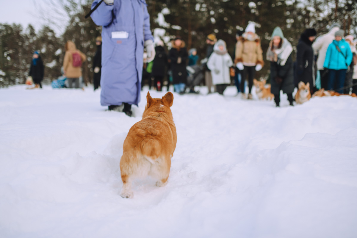 Владимирское корж-комьюнити продолжает развиваться! Более 30 пушистых пёселей снова встретились в Загородном парке на коргитусе.