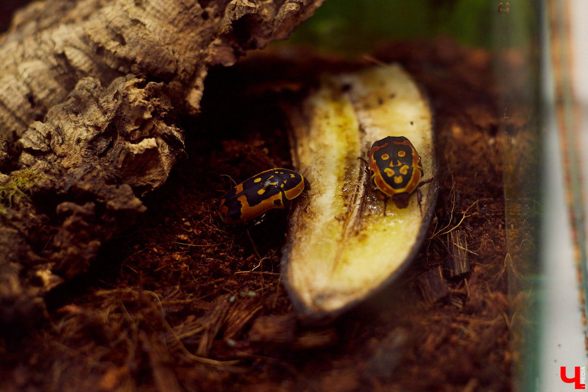 Владимирский экзотариум открылся в бывшем «Американском доме» летом. А сейчас приостановил работу. Что случилось? И как сложится судьба его питомцев? Об этом рассказал организатор проекта.