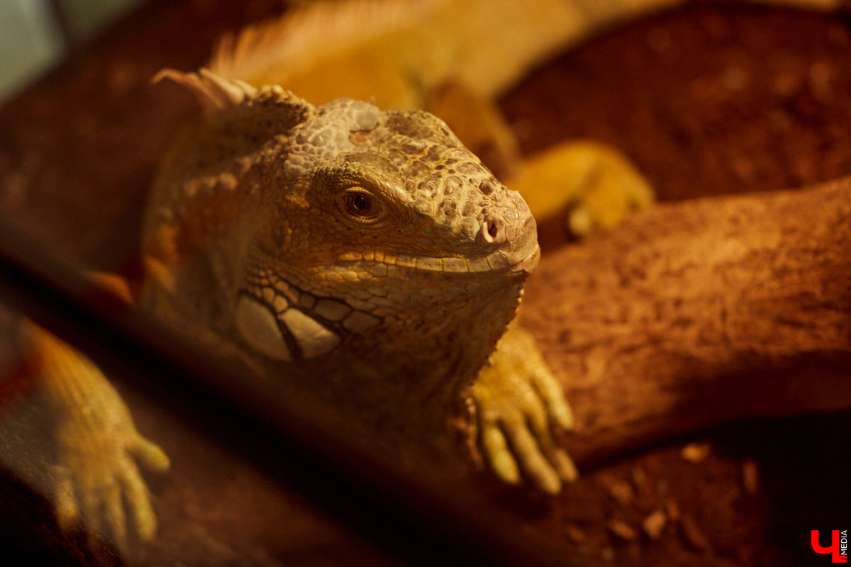 Владимирский экзотариум открылся в бывшем «Американском доме» летом. А сейчас приостановил работу. Что случилось? И как сложится судьба его питомцев? Об этом рассказал организатор проекта.