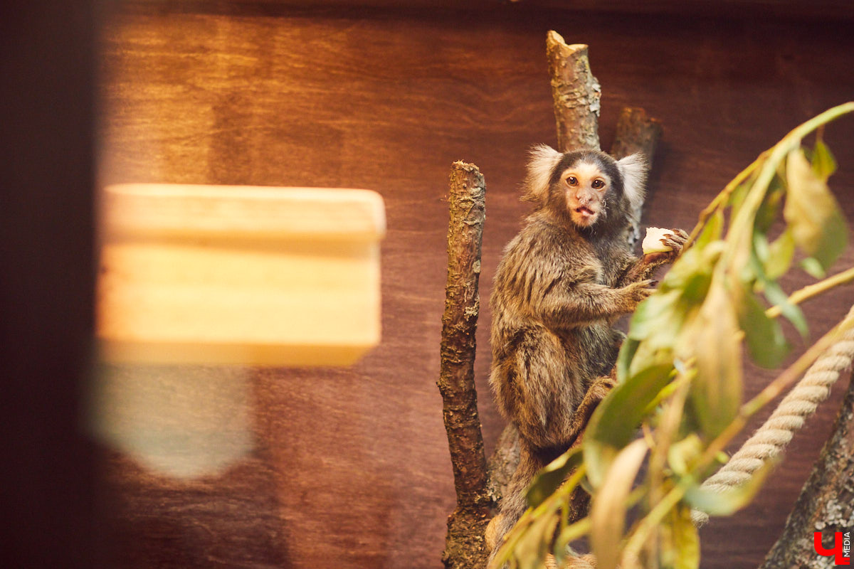 Владимирский экзотариум открылся в бывшем «Американском доме» летом. А сейчас приостановил работу. Что случилось? И как сложится судьба его питомцев? Об этом рассказал организатор проекта.