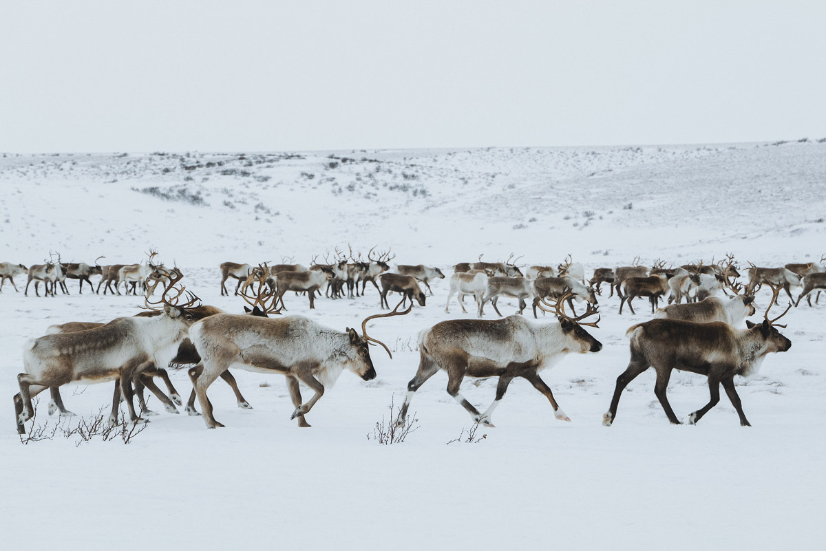 Андрей Белавин уже два года живет во Владимирской области. В январе стало известно, что одна из его работ стала лучшей на конкурсе «Самобытная Россия». Фотограф дал эксклюзивное интервью «Ключ-Медиа» и рассказал о своем путешествии на Чукотку, сотрудничестве с National Geographic, ТАСС, «Моя планета» и, конечно, о любви к Суздалю. Готовы увидеть невыносимо красивые фотографии? Смотрите и читайте!