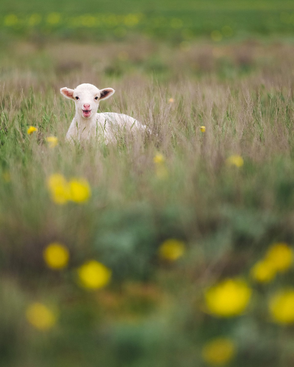 Андрей Белавин уже два года живет во Владимирской области. В январе стало известно, что одна из его работ стала лучшей на конкурсе «Самобытная Россия». Фотограф дал эксклюзивное интервью «Ключ-Медиа» и рассказал о своем путешествии на Чукотку, сотрудничестве с National Geographic, ТАСС, «Моя планета» и, конечно, о любви к Суздалю. Готовы увидеть невыносимо красивые фотографии? Смотрите и читайте!