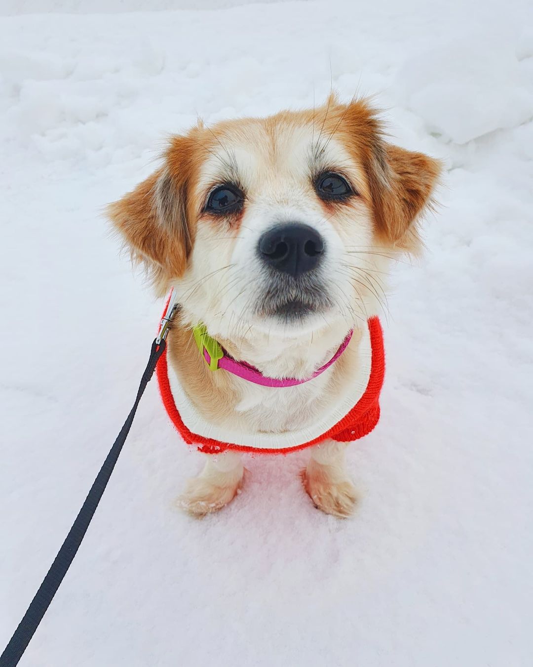 Чтобы поднять себе настроение, зачастую хватает лишь одной обнимашки с любимым собакеном. Если его нет у вас, умиляйтесь чужими. Благо, горожане щедро делятся кадрами своих мохнатых домочадцев в соцсетях.