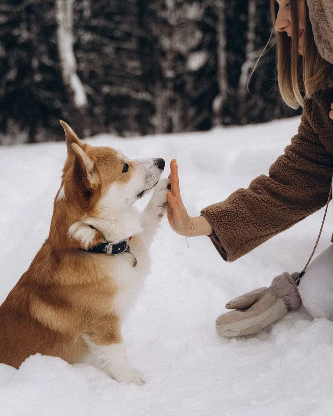Чтобы поднять себе настроение, зачастую хватает лишь одной обнимашки с любимым собакеном. Если его нет у вас, умиляйтесь чужими. Благо, горожане щедро делятся кадрами своих мохнатых домочадцев в соцсетях.