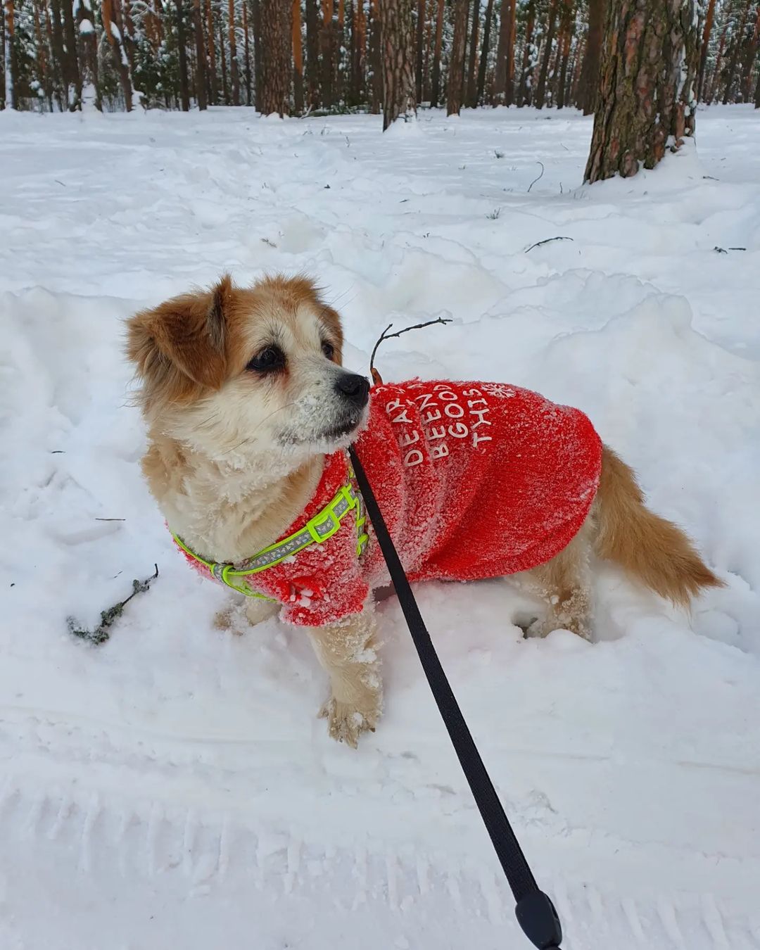 Чтобы поднять себе настроение, зачастую хватает лишь одной обнимашки с любимым собакеном. Если его нет у вас, умиляйтесь чужими. Благо, горожане щедро делятся кадрами своих мохнатых домочадцев в соцсетях.