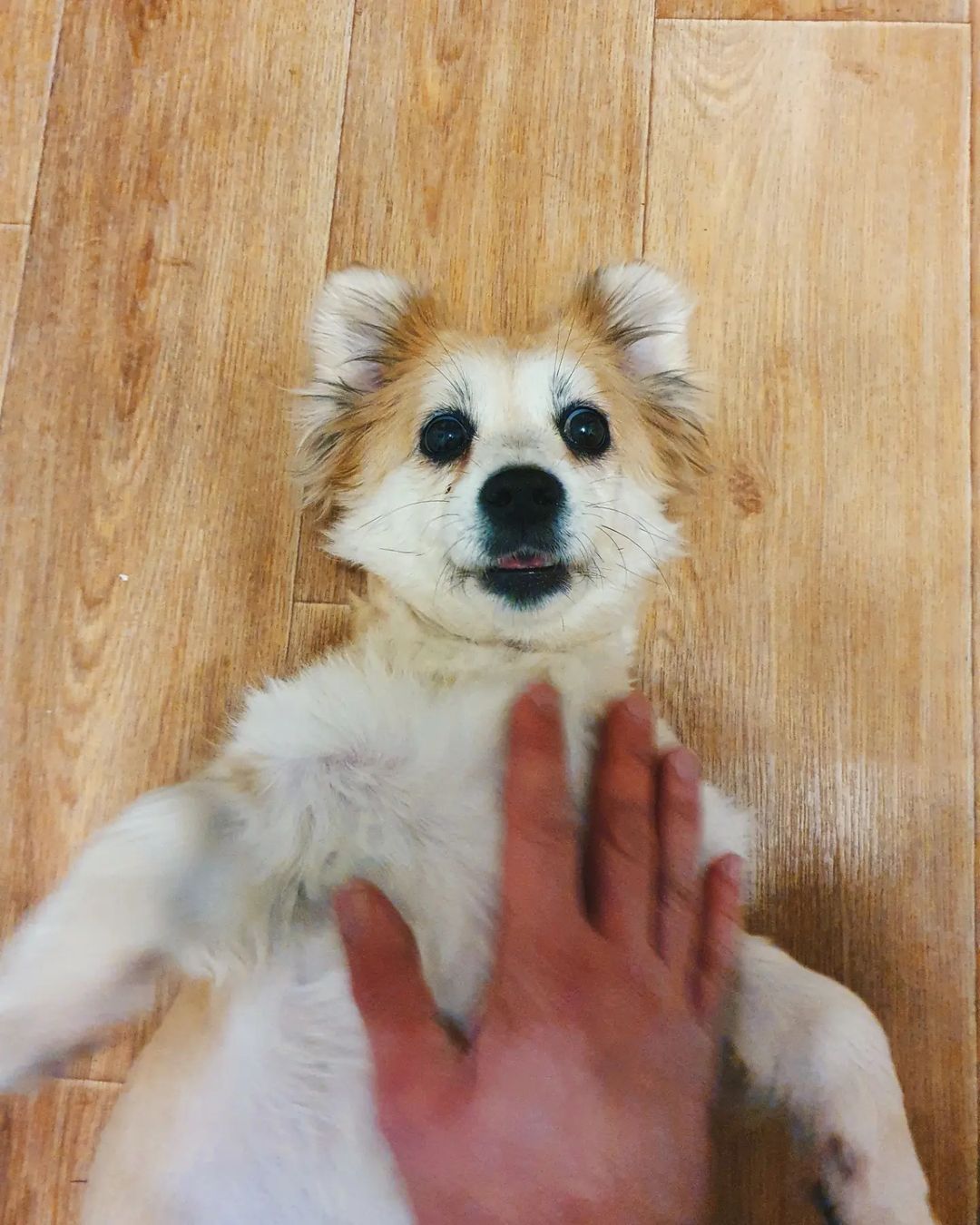 Чтобы поднять себе настроение, зачастую хватает лишь одной обнимашки с любимым собакеном. Если его нет у вас, умиляйтесь чужими. Благо, горожане щедро делятся кадрами своих мохнатых домочадцев в соцсетях.