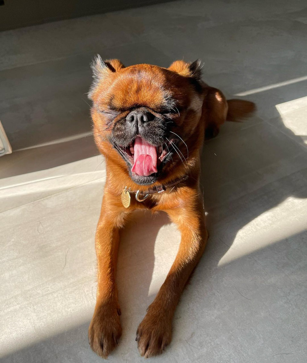 Хозяевам тявкающих блогеров ради сокровенных секунд успешного Reels иногда приходится потрудиться – об этом рассказывают жительницы Владимира, питомцы которых покоряют Instagram и даже становятся амбассадорами пет-брендов.