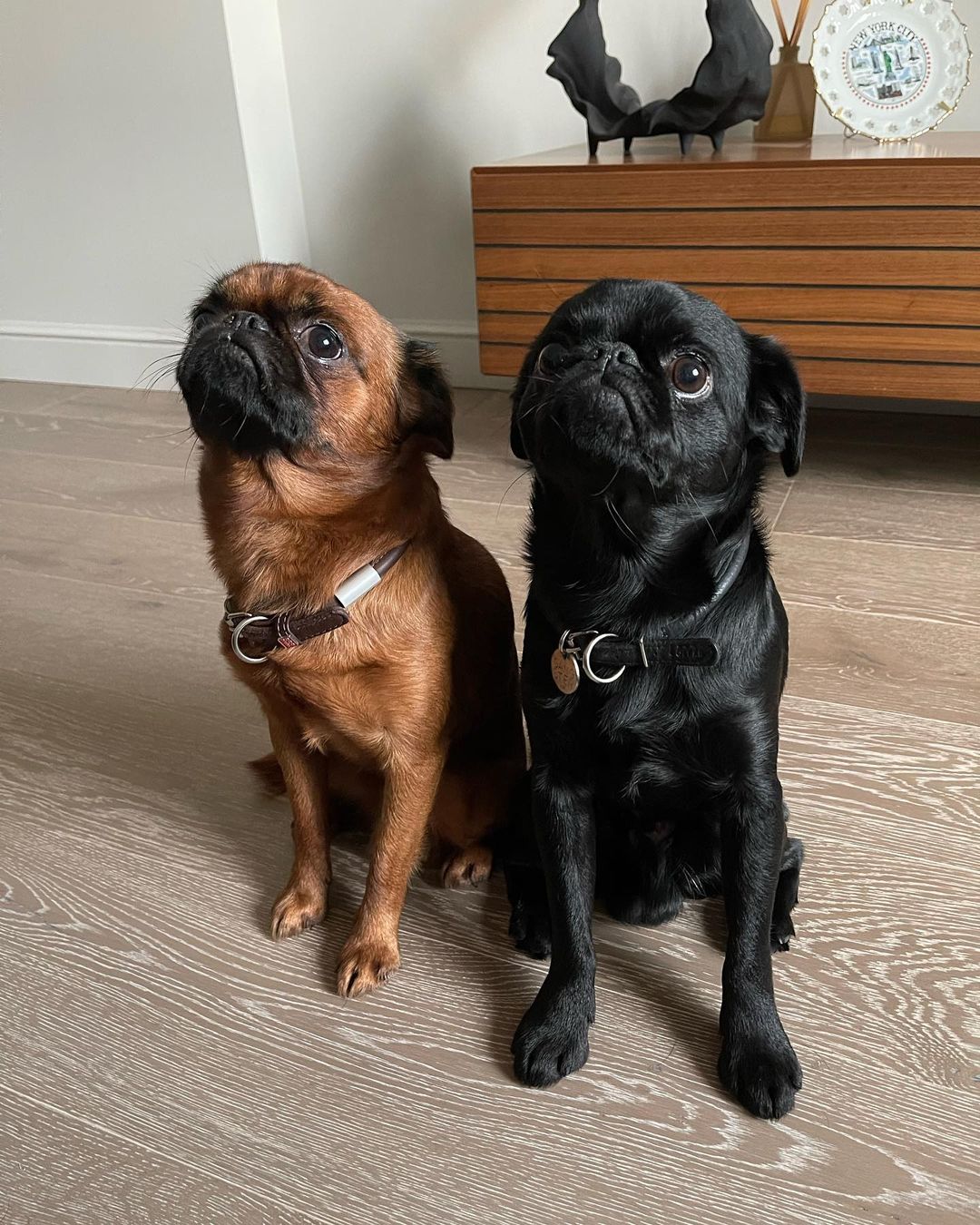 Хозяевам тявкающих блогеров ради сокровенных секунд успешного Reels иногда приходится потрудиться – об этом рассказывают жительницы Владимира, питомцы которых покоряют Instagram и даже становятся амбассадорами пет-брендов.